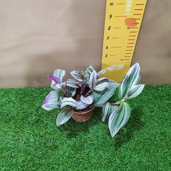 Buy Tradescantia Blossfeldiana 'Nanouk' Pink Wandering Jew - Low Maintenance Houseplant - Image 5