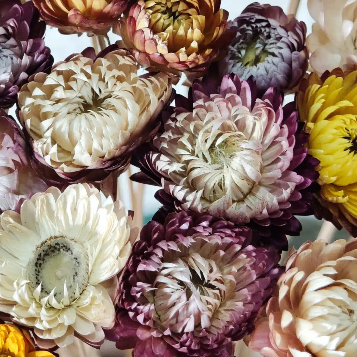 Straw Mixed Color - Image 6