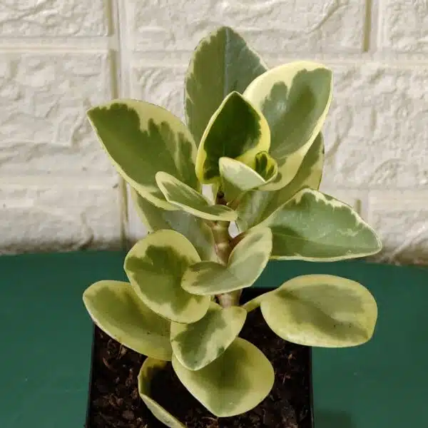 Buy Peperomia Obtusifolia Variegata - Variegated Heart-shaped Plant - Image 10