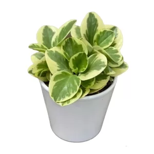 Buy Peperomia Obtusifolia Variegata – Variegated Heart-shaped Plant