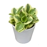 Buy Peperomia Obtusifolia Variegata – Variegated Heart plant