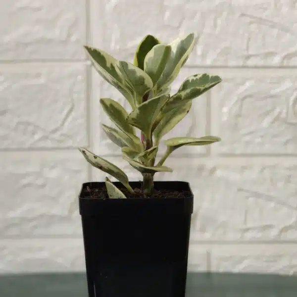 Buy Peperomia Obtusifolia Variegata - Variegated Heart-shaped Plant - Image 7