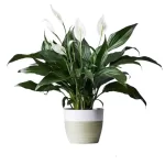 Buy Peace Lily (Spathiphyllum) Plant - Air Purifying Indoor Plant