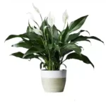 Buy Peace Lily plant
