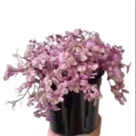 Pink Panther Callisia Repens - Variegated Wandering Jew | Indoor Plant with Pink and Green Variegated Leaves