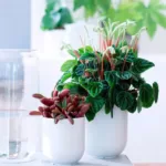 Buy Peperomia Caperata 'Lilian' - Compact Houseplant with Stunning Foliage