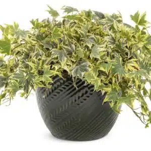 Ivy Yellow Ripple (Hedera helix)