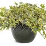 Ivy Yellow Ripple plant