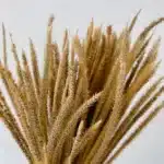 Seteria Pumila