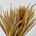 Seteria Pumila