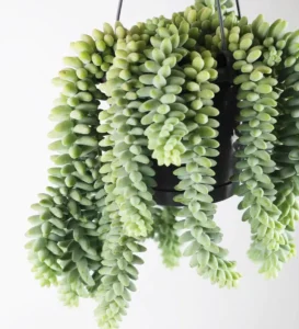 Buy Hanging Sedum – Sedum ‘Burrito’ – Burro’s Tail Succulent – Trailing Succulent Plant for Sale