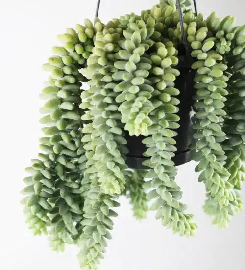 Buy Hanging Sedum – Sedum ‘Burrito’ – Burro’s Tail Succulent – Trailing Succulent Plant for Sale