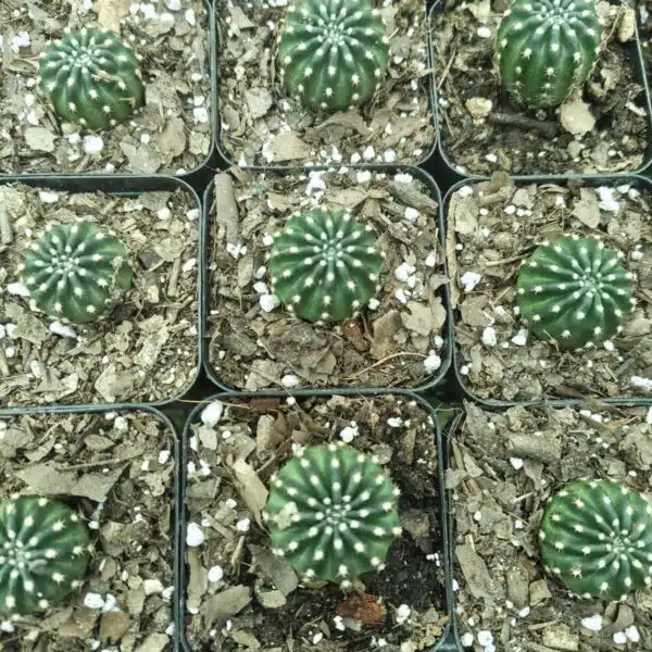 Lobivia Arachnacantha - Image 7