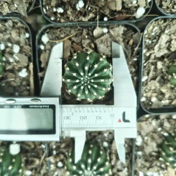 Lobivia Arachnacantha - Image 2