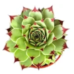 'Laxmi Kamal Red Tip' Sempervivum Calcareum Fire Dragon Live Succulent Plant