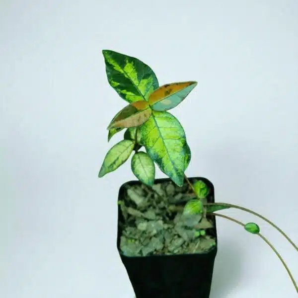 Asiatic Jasmine 'Summer Sunset' - Image 4