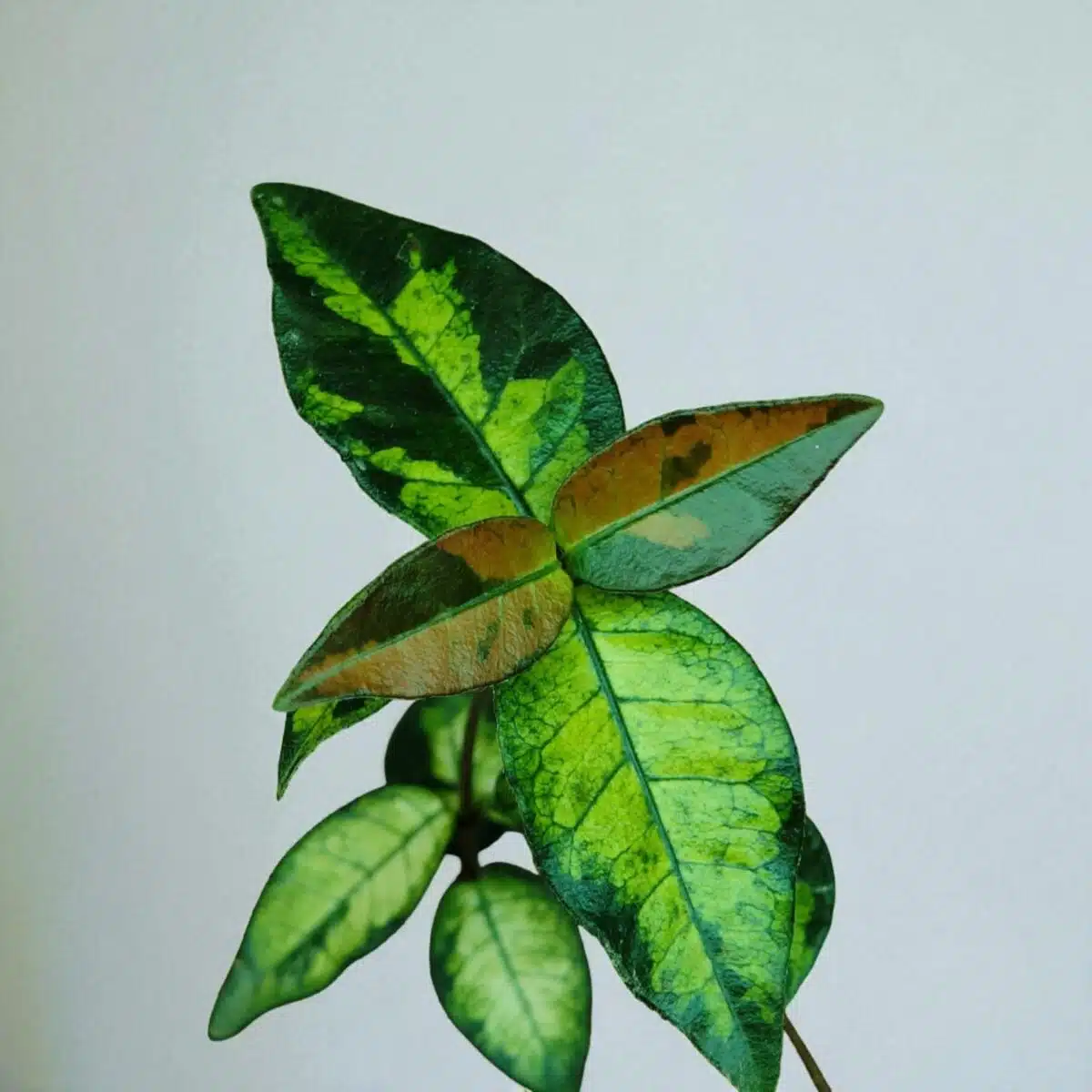 Asiatic Jasmine 'Summer Sunset' - Image 5