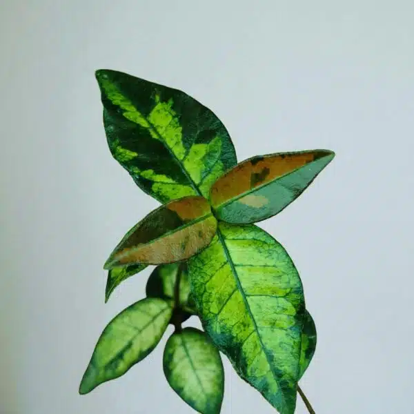 Asiatic Jasmine 'Summer Sunset' - Image 5