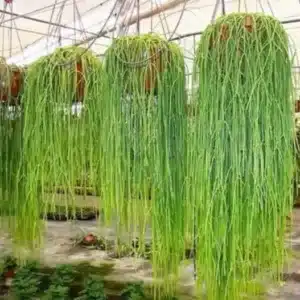 Mistletoe Cactus – Rhipsalis Baccifera: Low-Maintenance Houseplant with Cascading Stems white flowers
