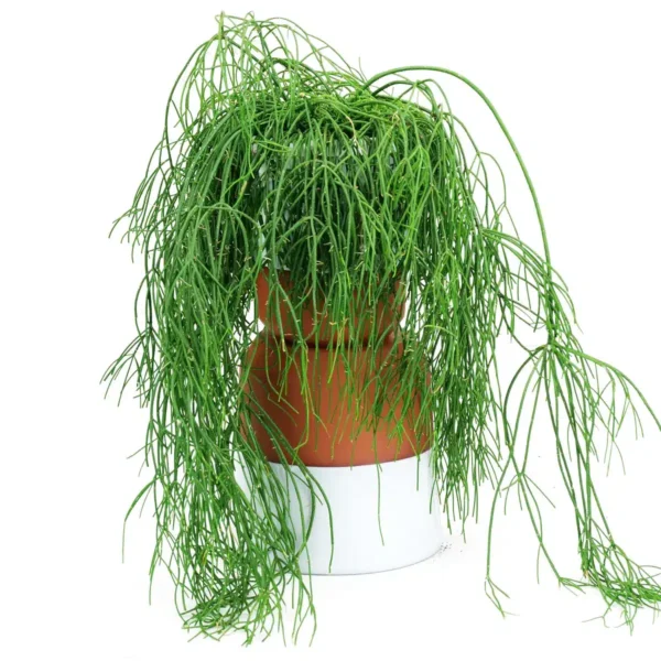 Mistletoe Cactus - Rhipsalis Baccifera: Low-Maintenance Houseplant with Cascading Stems white flowers - Image 3