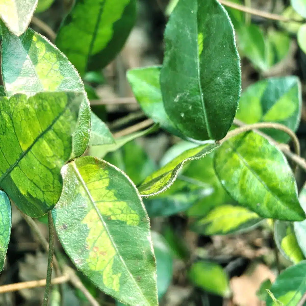Asiatic Jasmine 'Summer Sunset' - Image 8