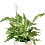 Variegated Peace Lily : Eye-Catching Tropical Plant for Indoor Gardening