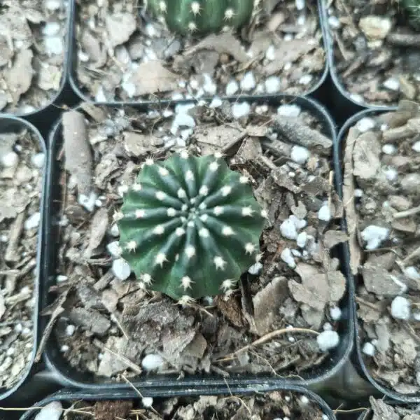 Lobivia Arachnacantha - Image 3