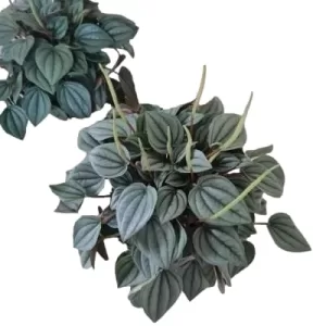 Peperomia Napoli Nights