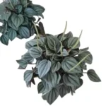 Peperomia Napoli Nights plant
