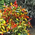 Asiatic Jasmine ‘Summer Sunset’ plant