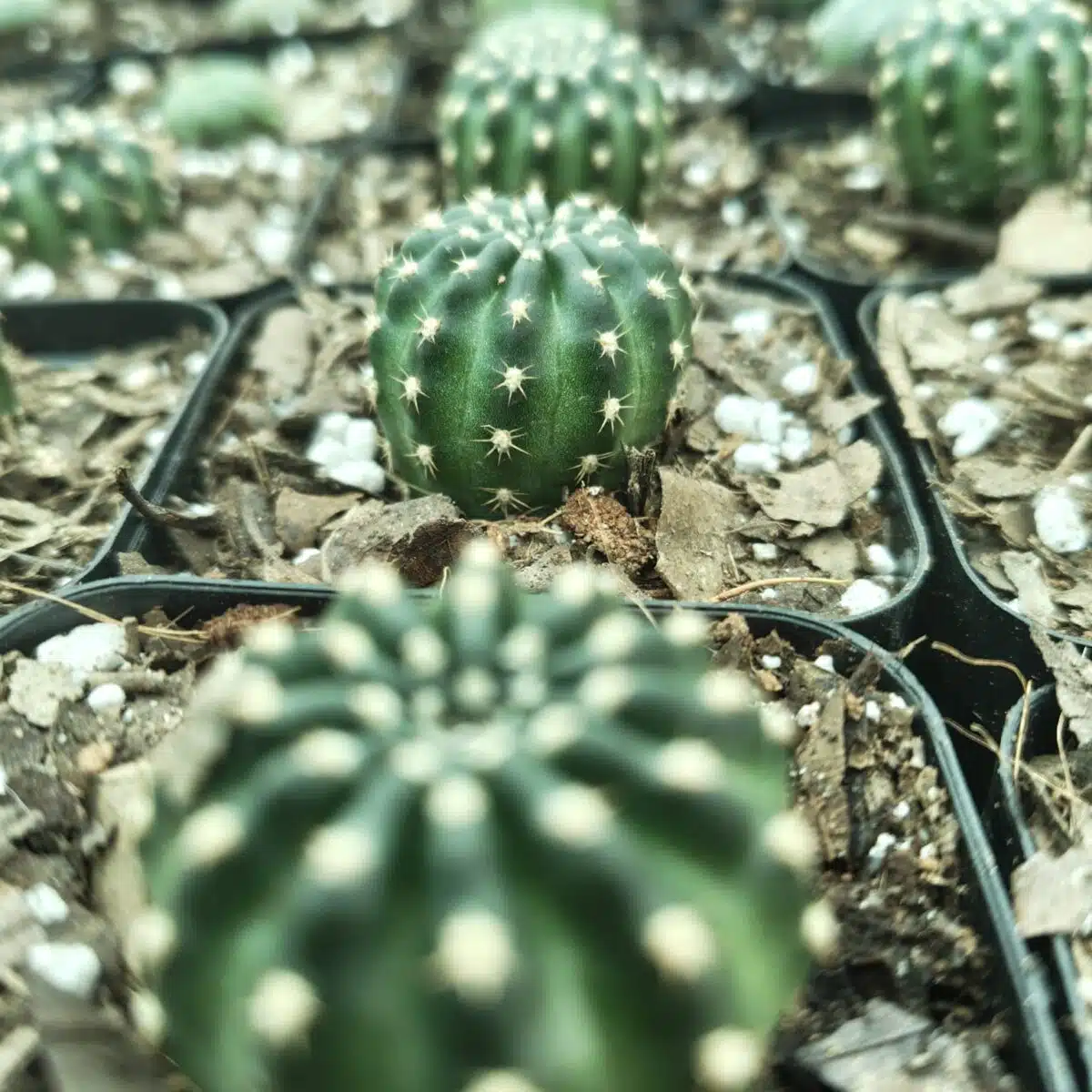 Lobivia Arachnacantha - Image 4