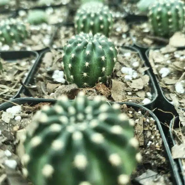 Lobivia Arachnacantha - Image 4