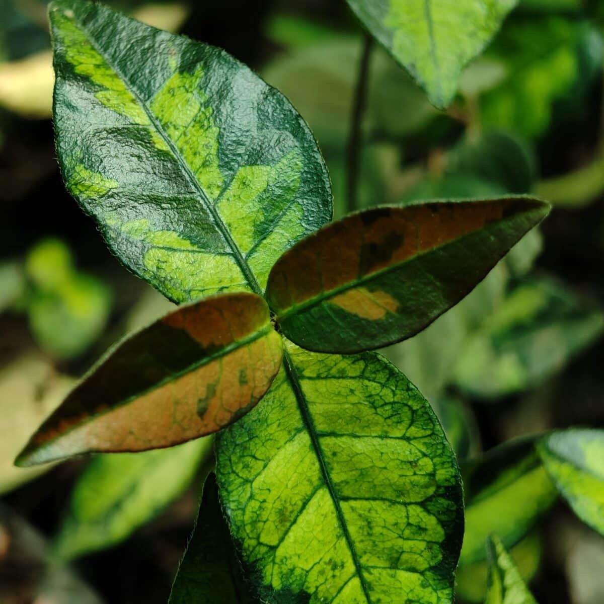 Asiatic Jasmine 'Summer Sunset' - Image 7