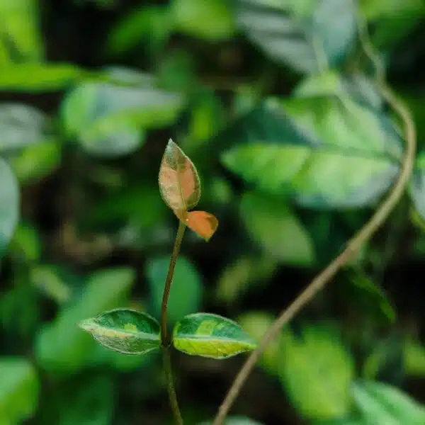 Asiatic Jasmine 'Summer Sunset' - Image 9
