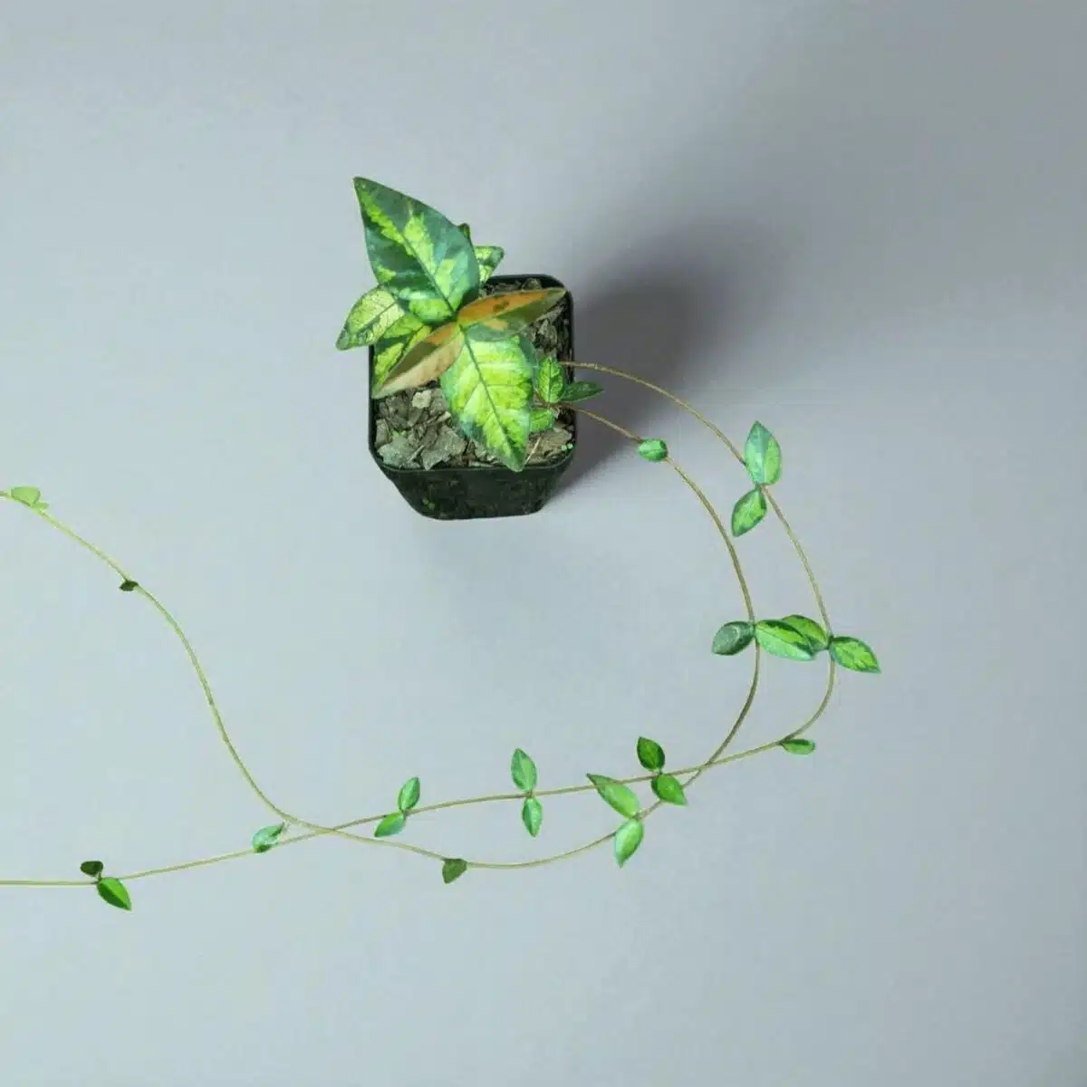 Asiatic Jasmine 'Summer Sunset' - Image 2