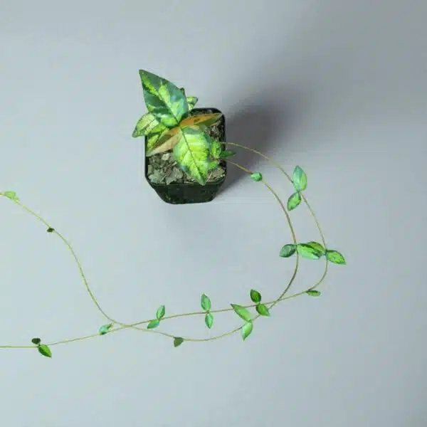 Asiatic Jasmine 'Summer Sunset' - Image 2