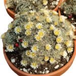 Mammillaria Prolifera subsp. Haitiensis – Beautiful Cactus Plant plant