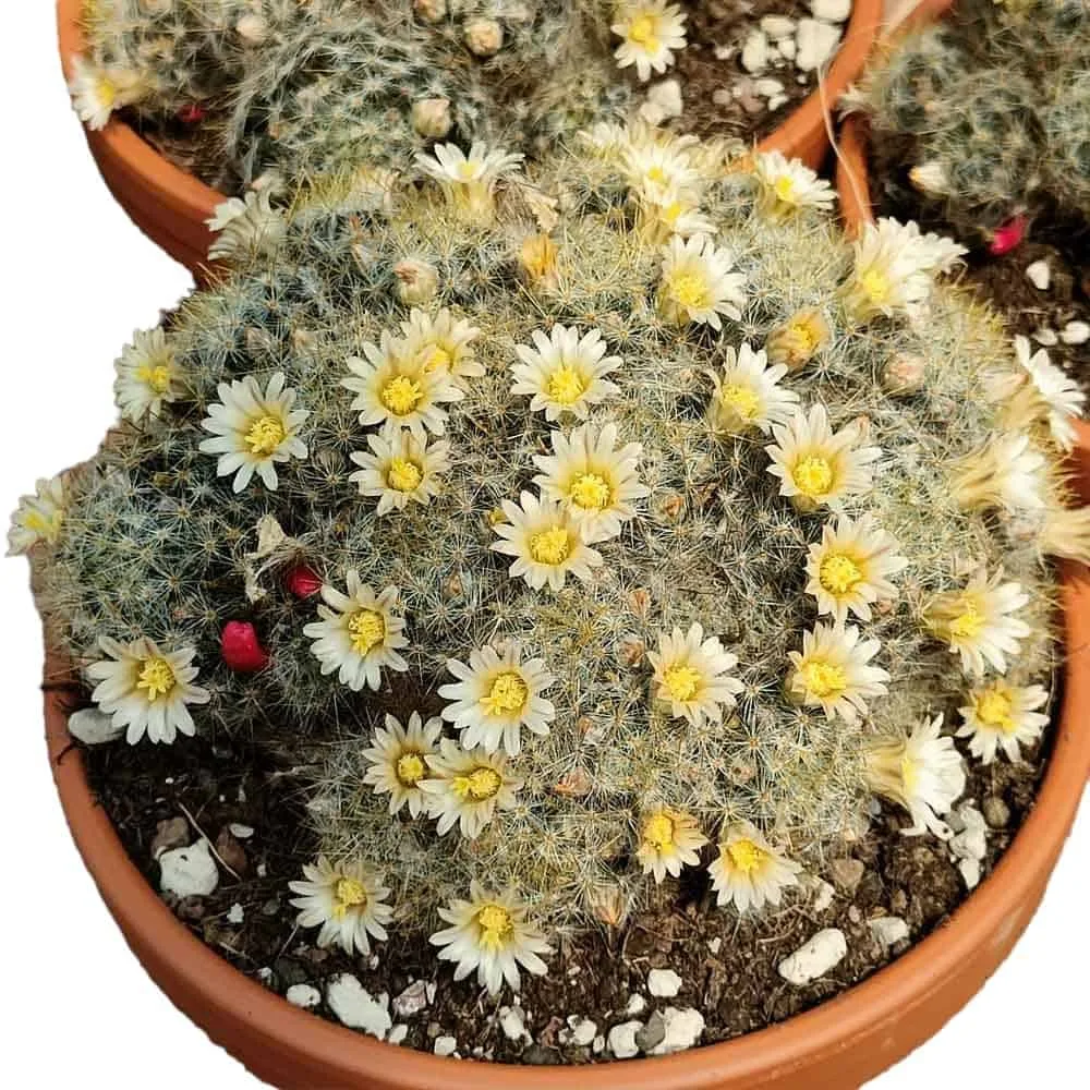 Mammillaria Prolifera subsp. Haitiensis - Beautiful Cactus Plant - Image 1