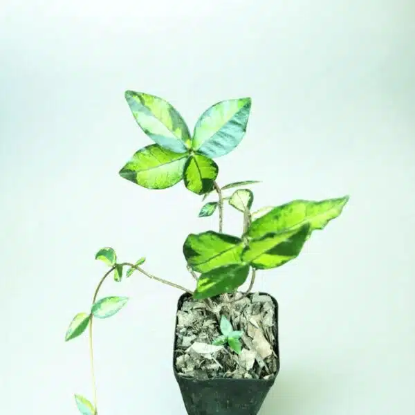 Asiatic Jasmine 'Summer Sunset' - Image 3