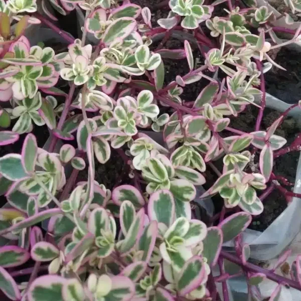 Portulaca Variegated Sunjewels: A Hardy Succulent Plant with Colorful Blooms and Variegated Foliage - Image 2