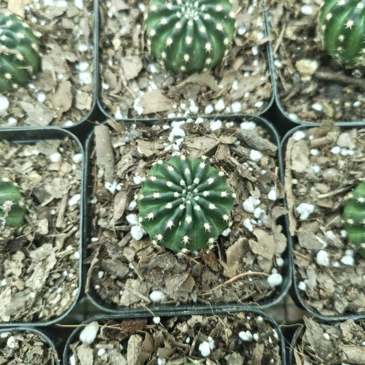 Lobivia Arachnacantha - Image 6