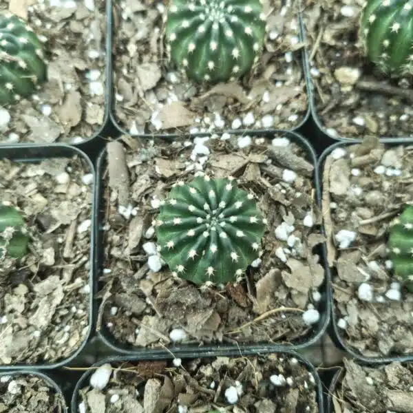 Lobivia Arachnacantha - Image 6