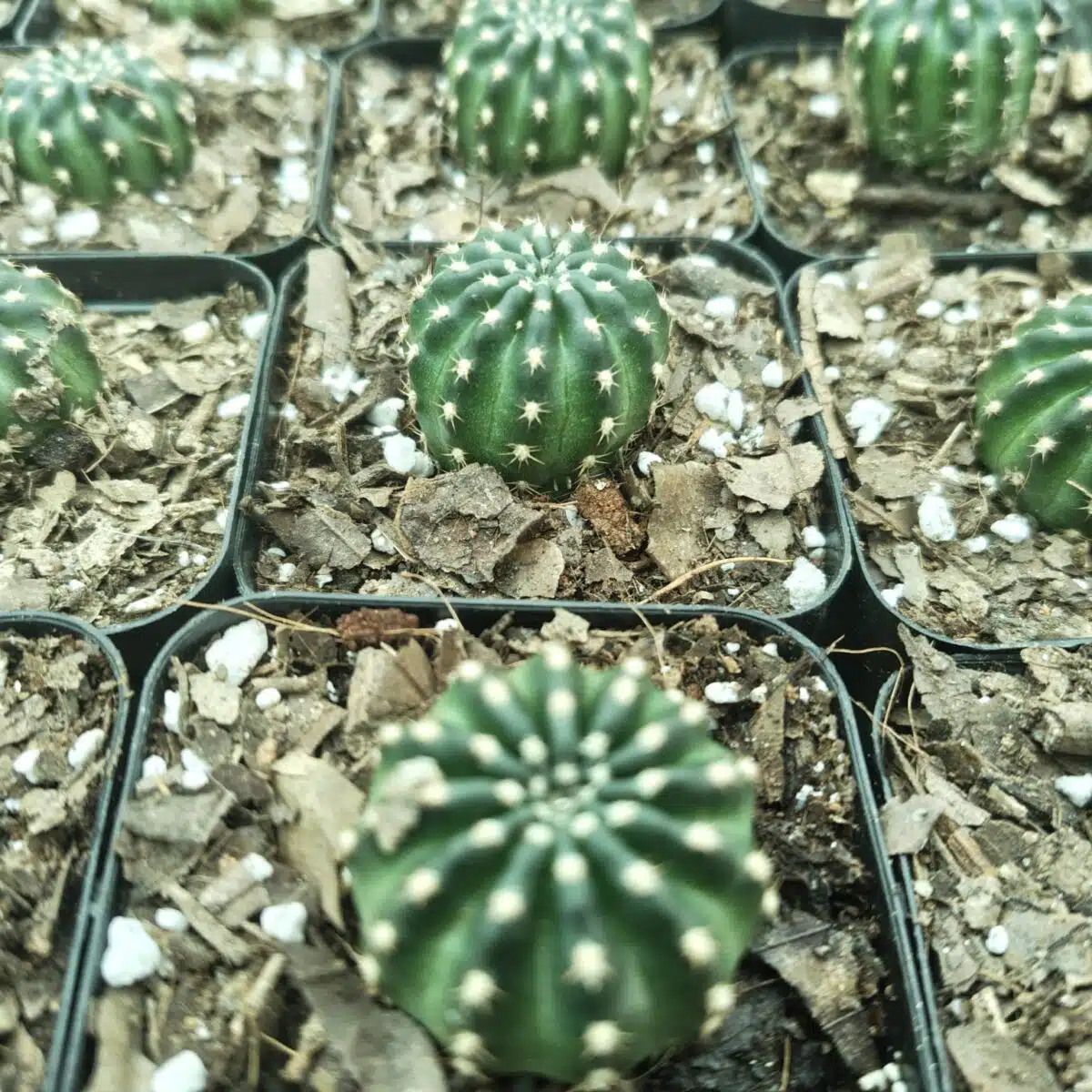 Lobivia Arachnacantha - Image 5