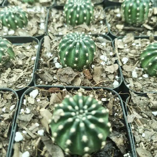 Lobivia Arachnacantha - Image 5