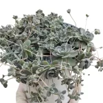 Dunce Cap (Orostachys Iwarenge): Low-Maintenance Succulent Plant