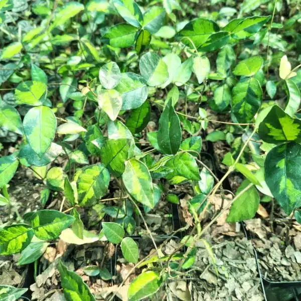 Asiatic Jasmine 'Summer Sunset' - Image 11