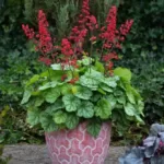 Coral Bells Heuchera Americana: Low Maintenance Perennial with Red Flowers