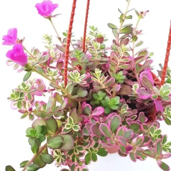 Portulaca Variegated Sunjewels: A Hardy Succulent Plant with Colorful Blooms and Variegated Foliage - Image 4