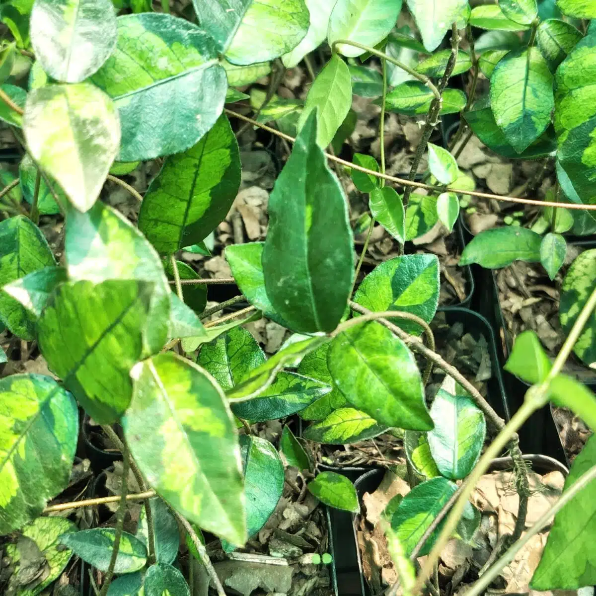 Asiatic Jasmine 'Summer Sunset' - Image 10