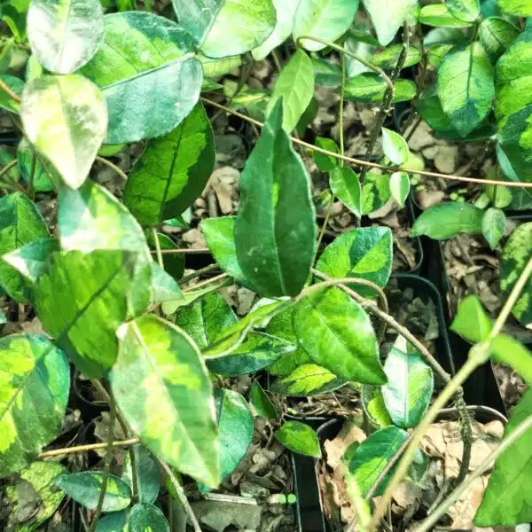 Asiatic Jasmine 'Summer Sunset' - Image 10